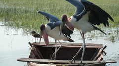 Leptoptilos crumenifer