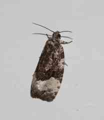 Apotomis funerea