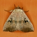 Brown Panopoda Moth - Photo (c) Monica Krancevic, some rights reserved (CC BY-NC), uploaded by Monica Krancevic