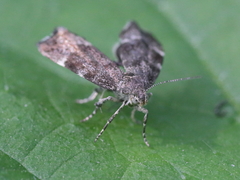 Anthophila fabriciana