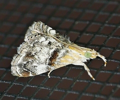 Dicymolomia grisea