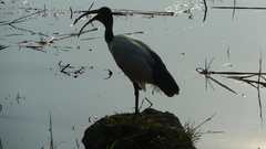 Threskiornis aethiopicus