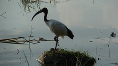 Threskiornis aethiopicus