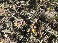 Potentilla morefieldii