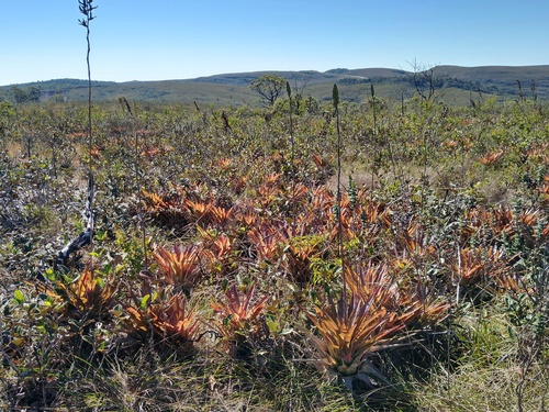 Vriesea atropurpurea