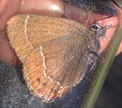 Callophrys johnsoni