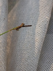 Carex concinna