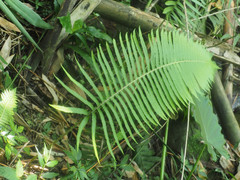 Sphaerostephanos taiwanensis