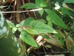 Begonia longifolia
