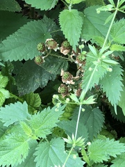 Rubus