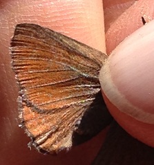 Callophrys johnsoni