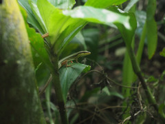 Takydromus kuehnei