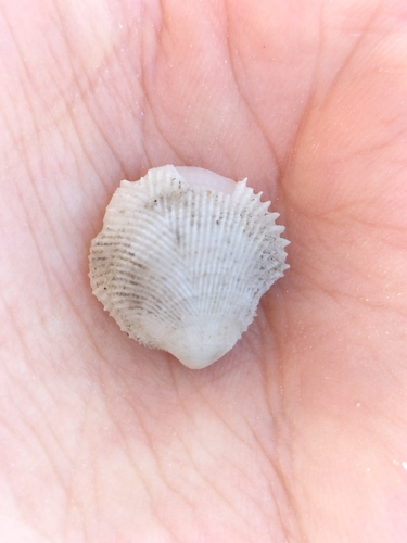 Divaricella macandreae — seen at this dive site