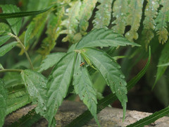 Choreutis xanthogramma