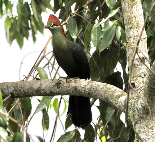 Fischer's Turaco (Tauraco fischeri)