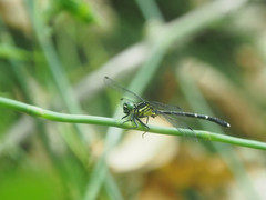 Leptogomphus sauteri formosanus