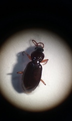 Synuchus impunctatus