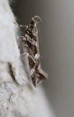 Aristotelia fungivorella