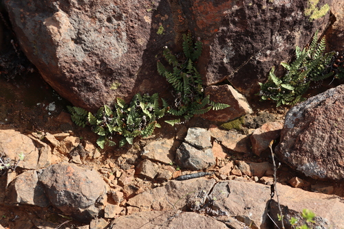 Asplenium cordatum (Asplenium cordatum)