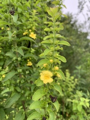 Dasistoma macrophylla