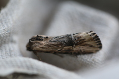 Crambodes talidiformis