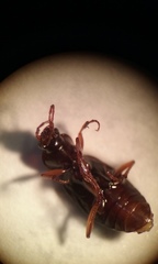 Synuchus impunctatus