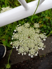 Daucus carota