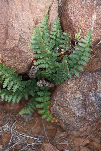 Image of Asplenium cordatum by (c) Tony Rebelo, some rights reserved (CC BY-SA)