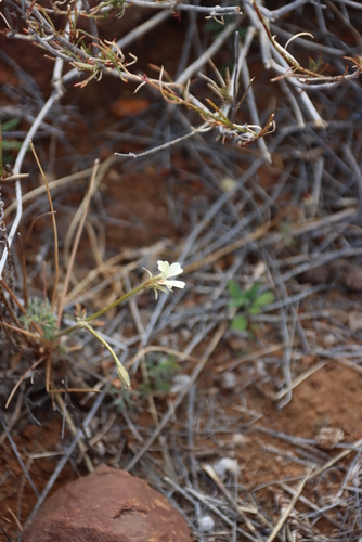 Pelargonium aridum, photograph 3