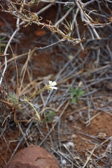(c) Tony Rebelo, some rights reserved (CC BY-SA) Pelargonium aridum, photograph (c) Tony Rebelo, some rights reserved (CC BY-SA)