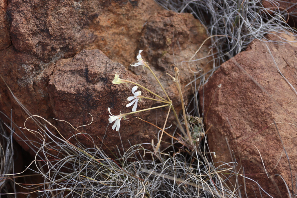 Pelargonium aridum; photograph (c) Tony Rebelo, some rights reserved (CC BY-SA)