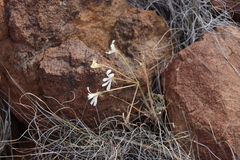 Pelargonium aridum