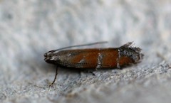 Battaristis vittella