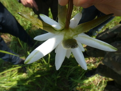 Nymphaea candida