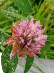Trifolium pratense