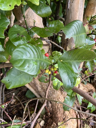 Psychotria manillensis iNat (3)