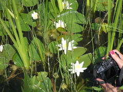 Nymphaea candida