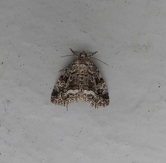 Protodeltote muscosula