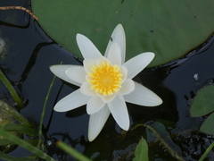 Nymphaea candida