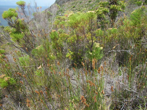 Image of Elegia asperiflora by (c) douglaseustonbrown, some rights reserved (CC BY-SA)