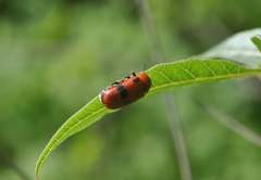Clytra novempunctata