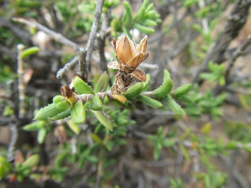 Image of Pteronia hutchinsoniana by (c) douglaseustonbrown, some rights reserved (CC BY-SA)