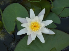 Nymphaea candida
