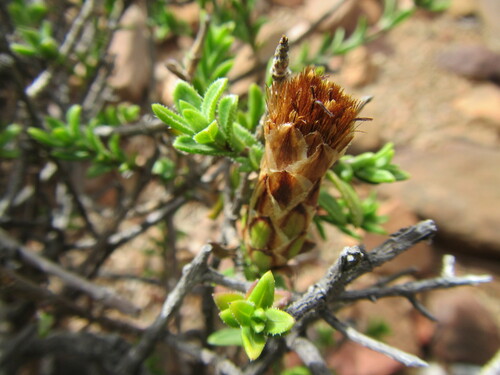 Image of Pteronia hutchinsoniana by (c) douglaseustonbrown, some rights reserved (CC BY-SA)