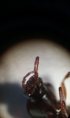 Synuchus impunctatus