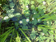 Nymphaea candida