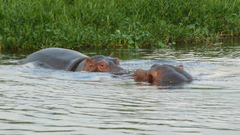 Hippopotamus amphibius