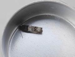 Notocelia rosaecolana