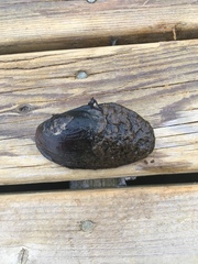 Unionoidea