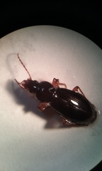 Synuchus impunctatus